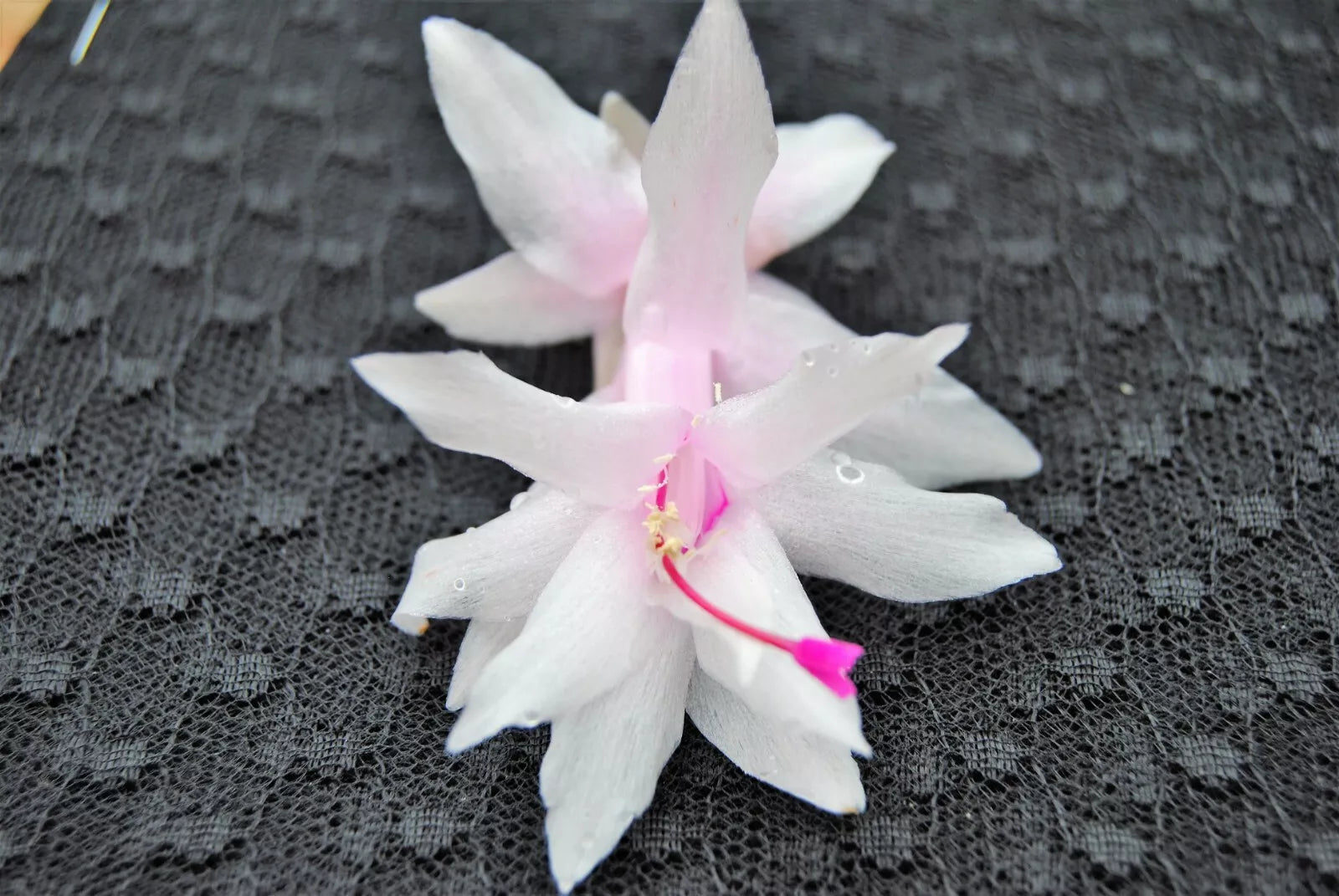 Christmas Cactus Starter Plant - Island Pearl Schlumbergera Truncata - Well-Rooted Indoor Plant for Home Decor & Gifting