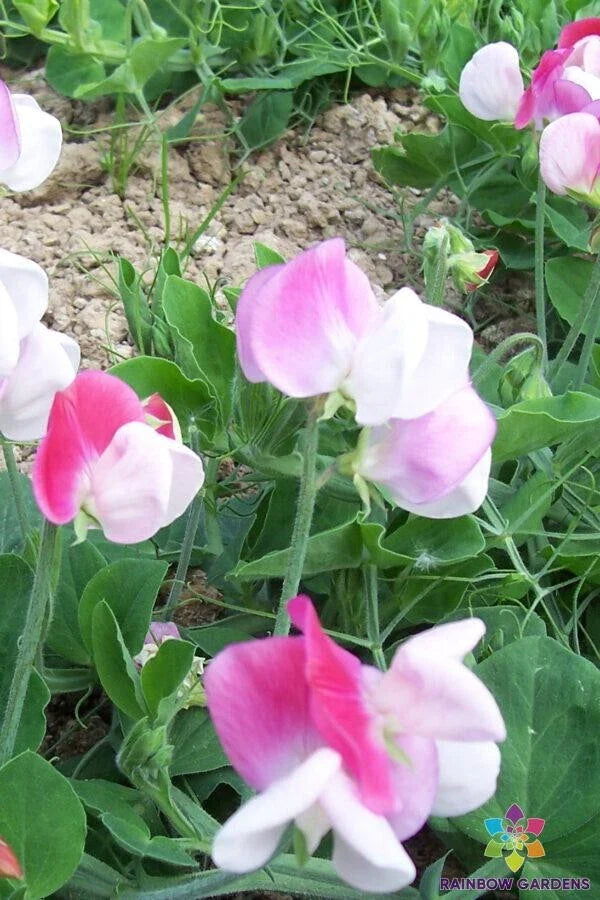 Cupid Pink Dwarf Sweet Pea Seeds - 50+ Pack, Fragrant Pink Flowers, Lathyrus odoratus, Annual Garden Seeds for Borders & Containers