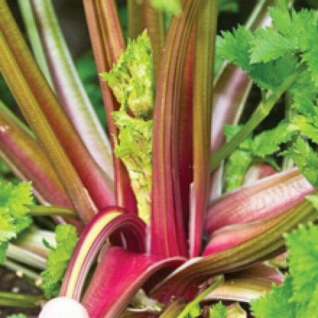 Redventure Red Celery Seeds - Organic Heirloom Non-GMO Bulk 100-1000 Seeds
