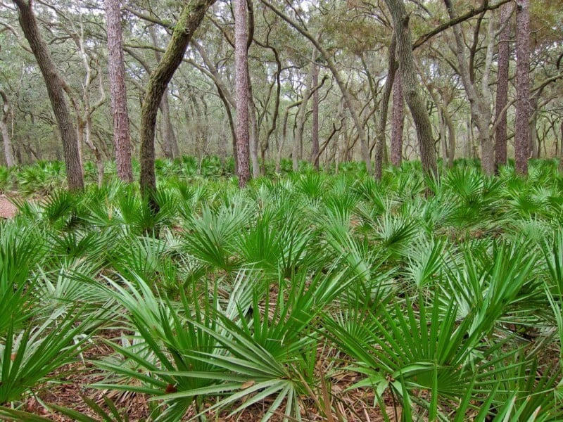 Dwarf Palmetto Plants 5 Live Seedlings Sabal minor Cold-Hardy Drought-Tolerant Zone 7-10