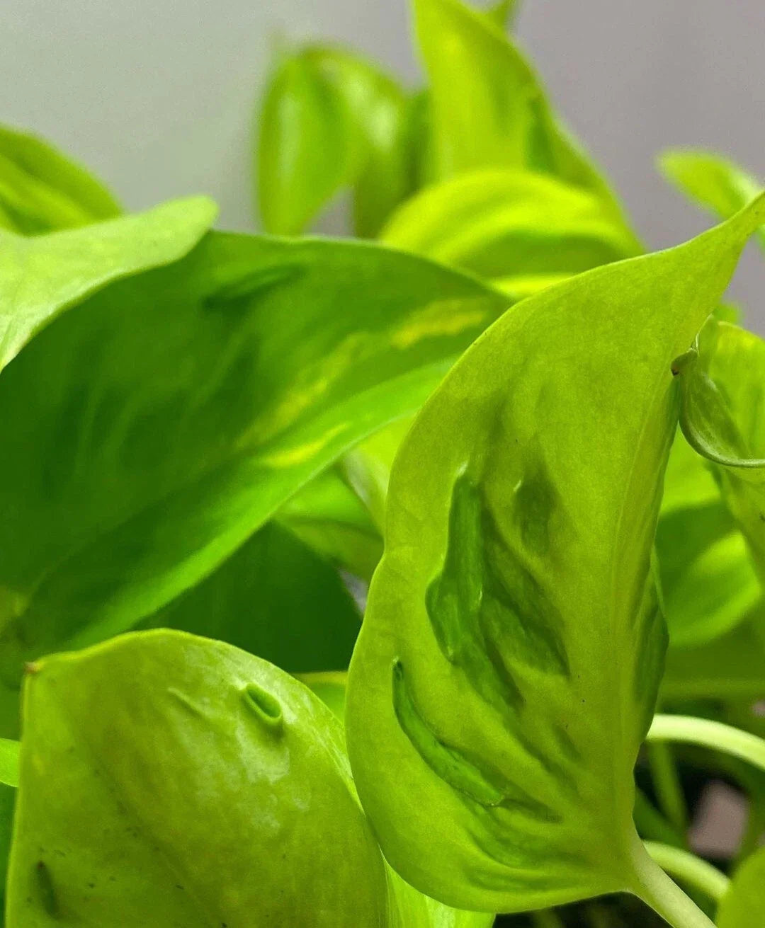 Rare Teruno Champs Elysees Pothos Cuttings - 3 Fresh Propagation Plant Clippings, Variegated Epipremnum aureum