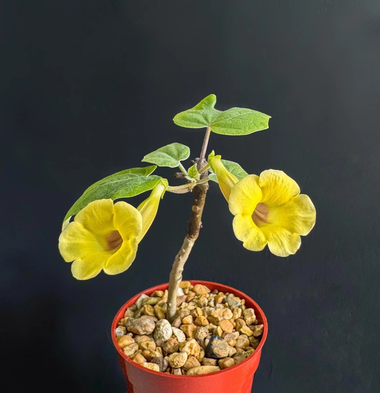 Uncarina Ankaranensis 4-Inch Rare Madagascar Flowering Succulent Caudex Plant