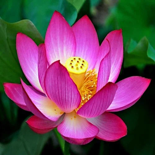 Sacred Lotus Flower Seeds - Edible Aquatic Water Lily Nelumbo nucifera