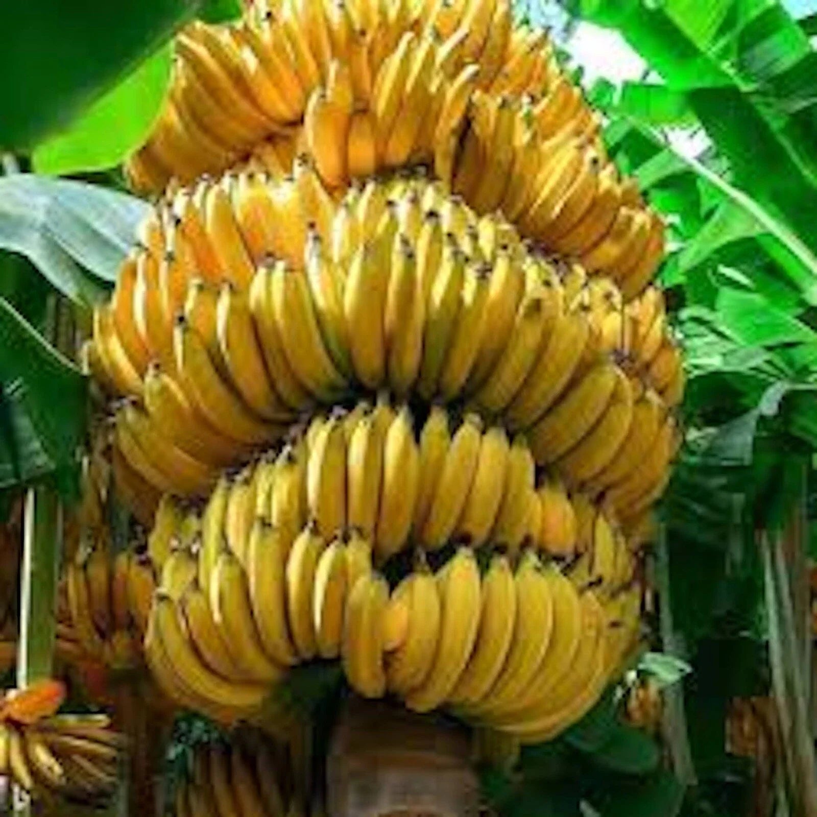 Banana Tree Starter Plant - Dwarf Musa acuminata 'Grand Nain' - Sweet Bananas for Garden or Pots