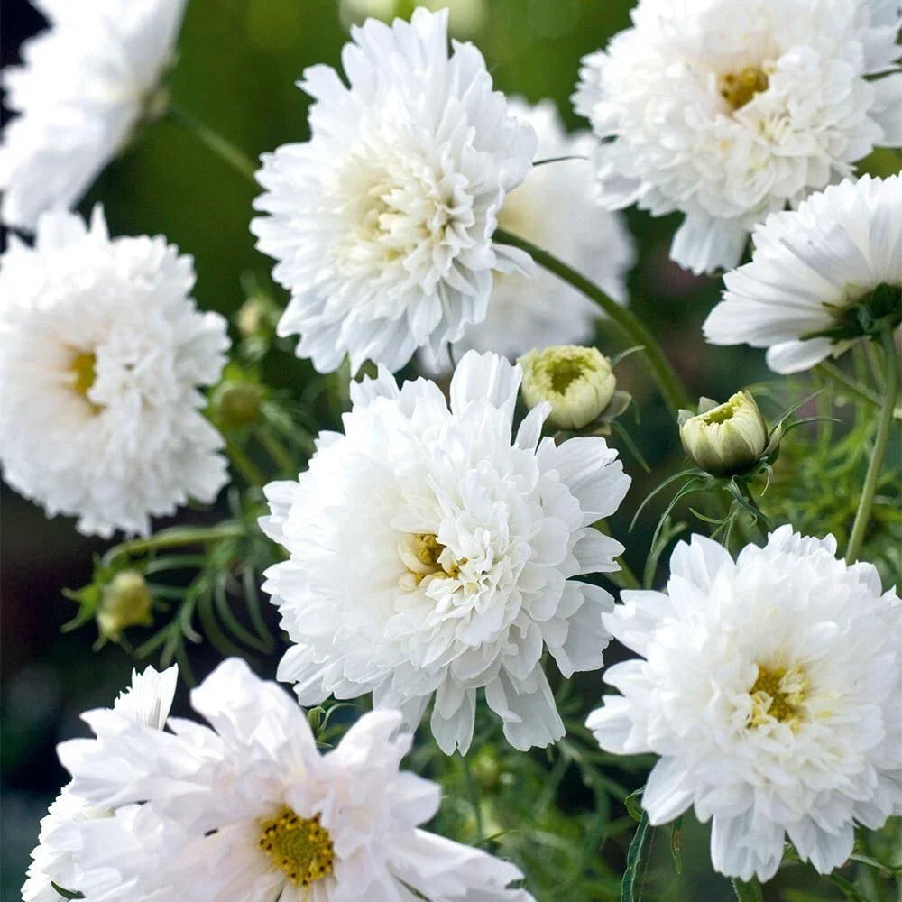 Double Click White Knight Cosmos Seeds - 200+ Pack - Garden Flower - Cosmos bipinnatus - Easy to Grow, Pollinator Friendly