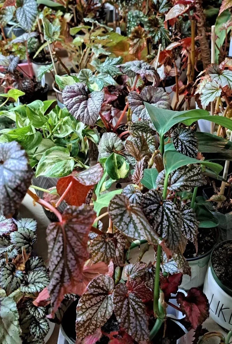 Mystery House Plant Cuttings Bouquet – Assorted Varieties for Indoor Gardening & Propagation