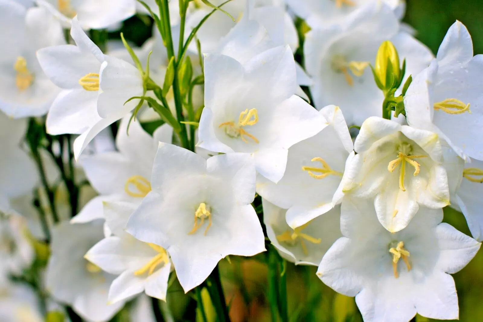 White Peach Leaf Bellflower Seeds - 250 Count, Large Bell-Shaped Flowers, Easy to Grow, Campanula persicifolia
