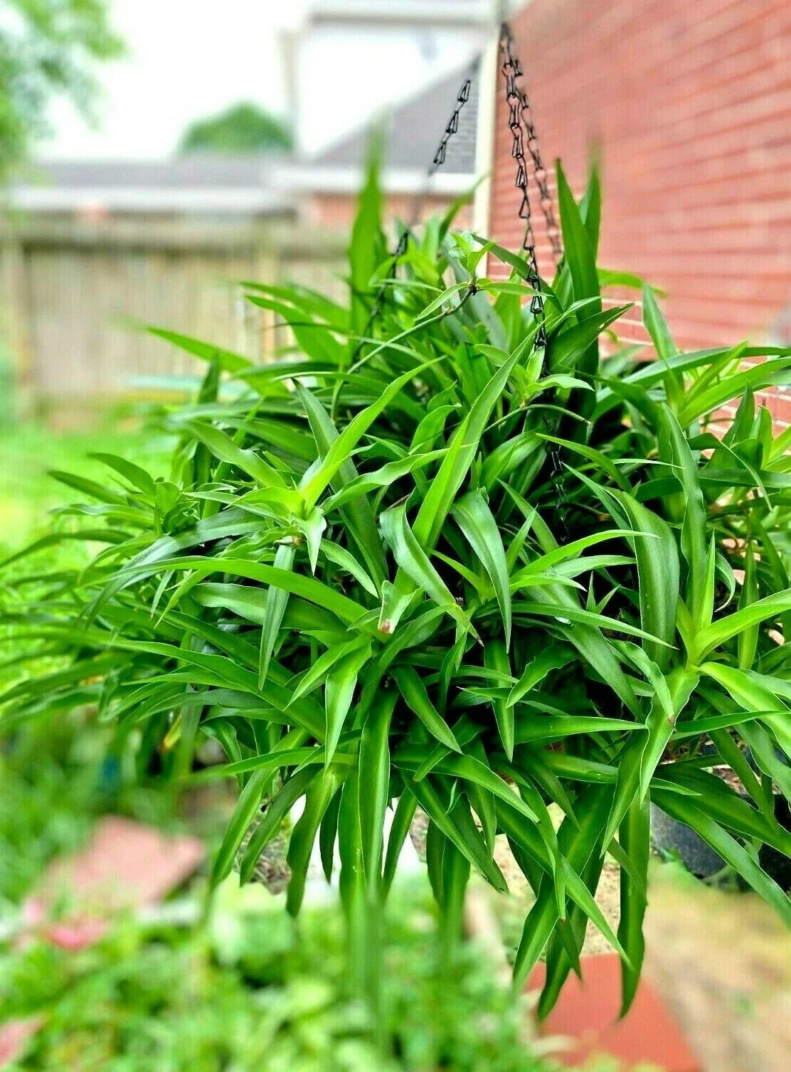Spider Plant Hanging Basket - 5 Rooted Green Air Purifying Plants - Chlorophytum comosum Indoor Garden