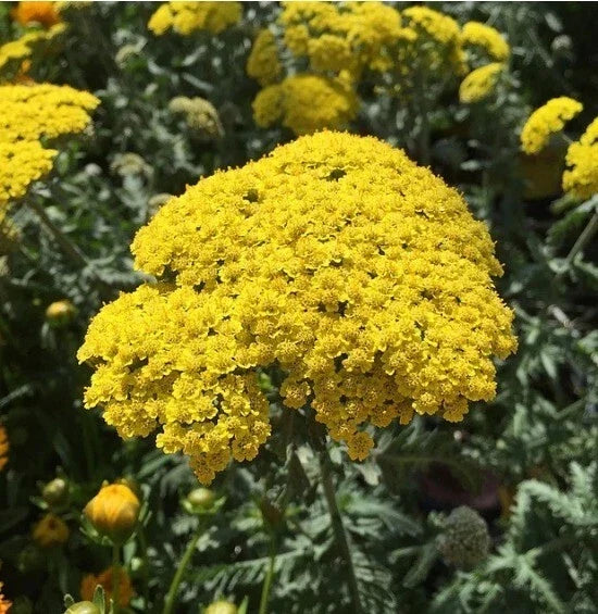 Golden Yarrow Seeds - Organic Herb Seeds for Garden Planting, Eriophyllum confertiflorum, Yellow Flowers, Pollinator Attractant, 100+ Pack