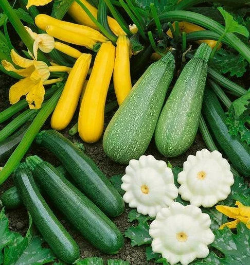 Summer Squash Seeds Mix - 5 Varieties including Zucchini & Patty Pan - Cucurbita pepo, Non-GMO, Easy to Grow, Home Garden, Fast Shipping