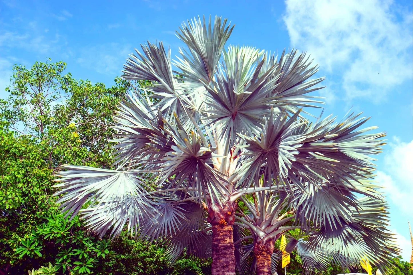King Palm Seeds - 5 Pack for Planting - Archontophoenix cunninghamiana Tropical Indoor Outdoor Garden