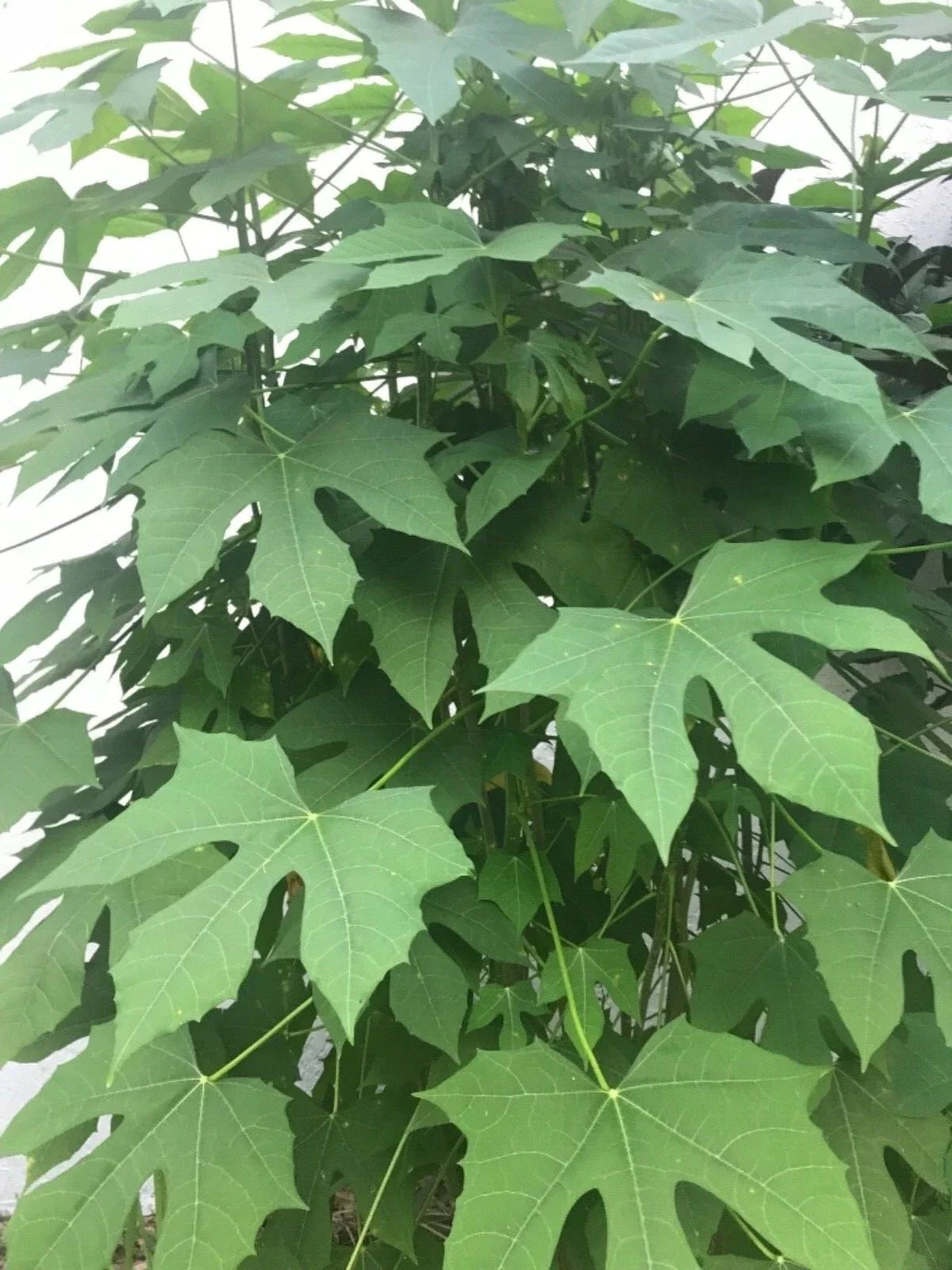 Chaya Spinach Cuttings - Fresh Organic Plant, Cnidoscolus aconitifolius, Easy Rooting, Nutritious Green for Gardens