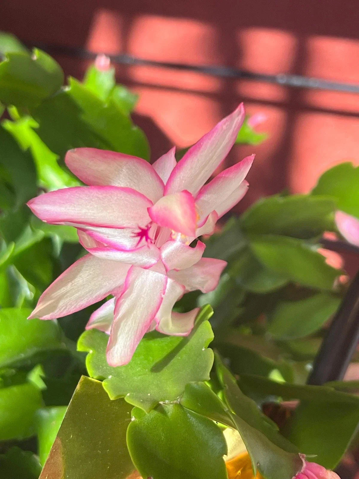 Thanksgiving Christmas Cactus Cuttings Light Pink Dark Pink Edges Schlumbergera Truncata 3 Unrooted