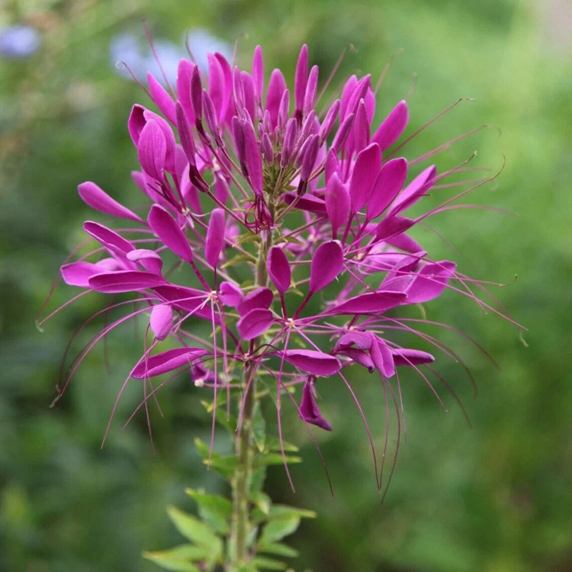 Electric Purple Spider Seeds - 100 Count Clome Spinosa Perennial US Seller