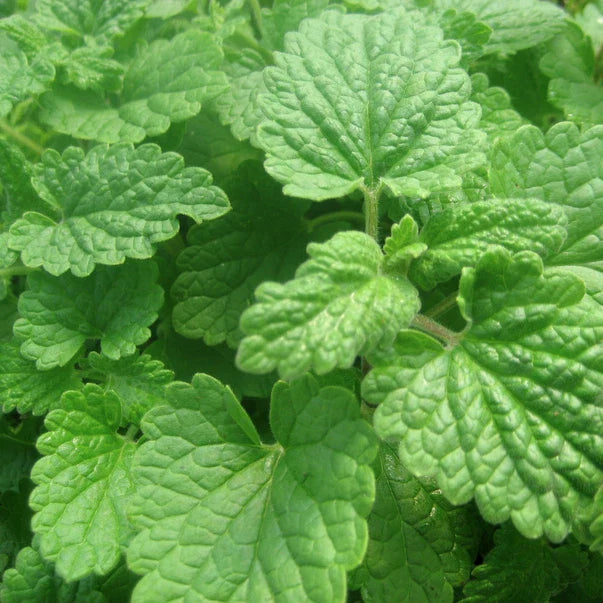 Lemon Catnip Seeds | 300 Heirloom Non-GMO Seeds | Nepeta cataria