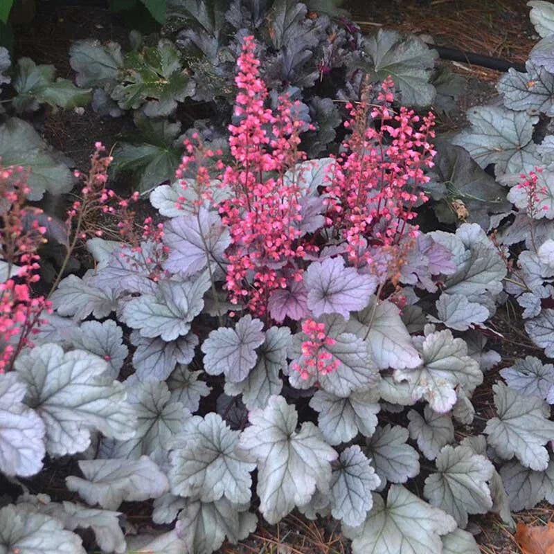 Heuchera 'Silver Gumdrop' Coral Bells Bare Root Perennial Plant with Silver Leaves and Pink Flowers, Zone 4-9