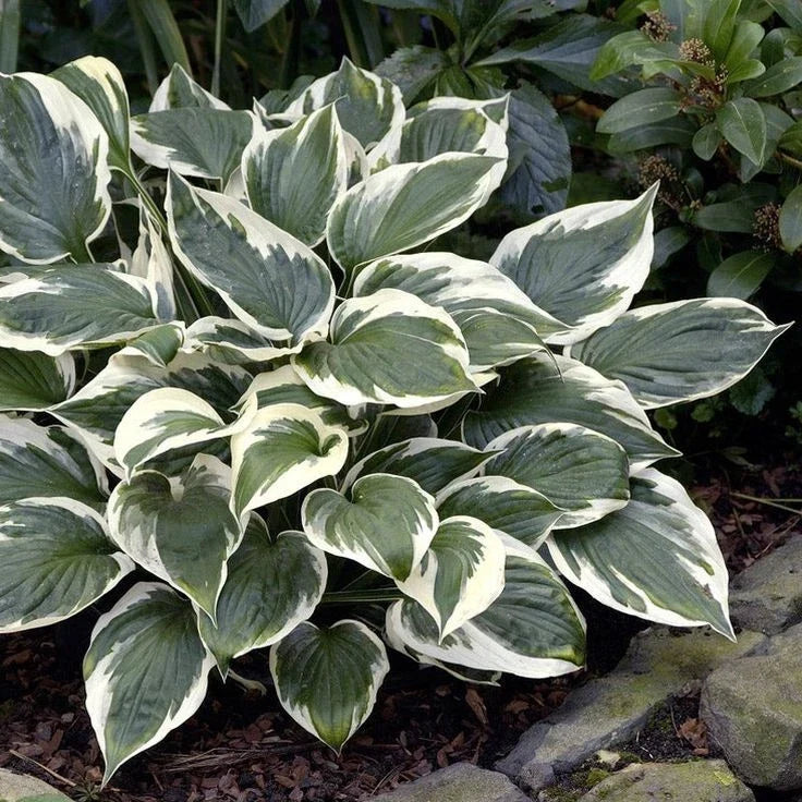 Hosta 'Minuteman' Potted Plant - Green & White Variegated Foliage - Hardy Perennial for Shade Gardens