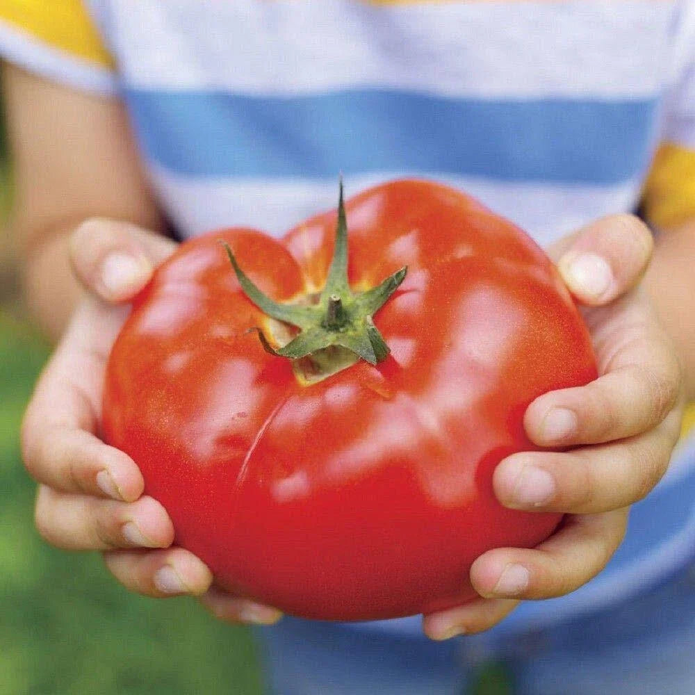 Big Beef Tomato Seeds - 30+ Heirloom Solanum lycopersicum Vegetable Seeds for Home Gardening
