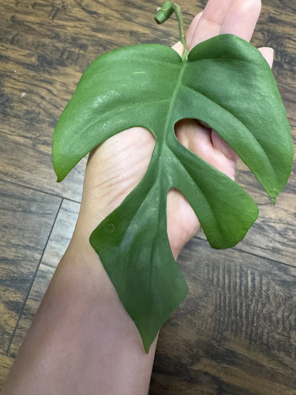 Monstera Minima Cutting - Rare Monstera Adansonii Variegata Houseplant for Indoor Gardening