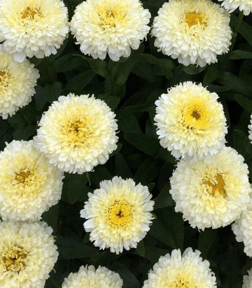 Shasta Daisy Luna Bare Root Plants - Vibrant Yellow Flowers - Leucanthemum x superbum - Clumping Perennial Set of 2