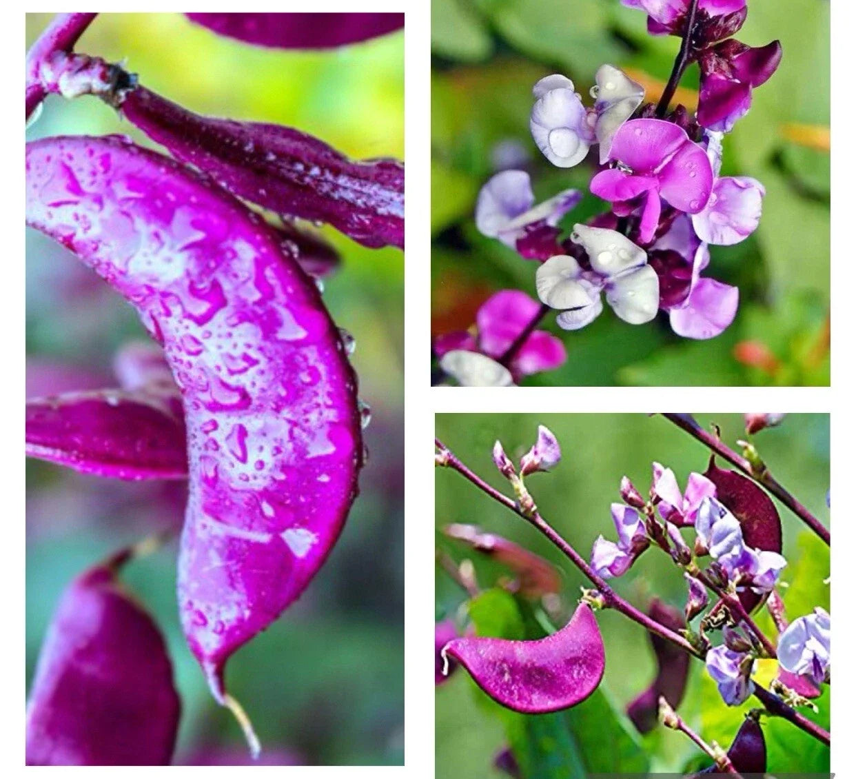 Hyacinth Bean Seeds - Heirloom Purple Moon - Non-GMO Lablab purpureus Vining Plant for Gardens, Fences & Pollinators