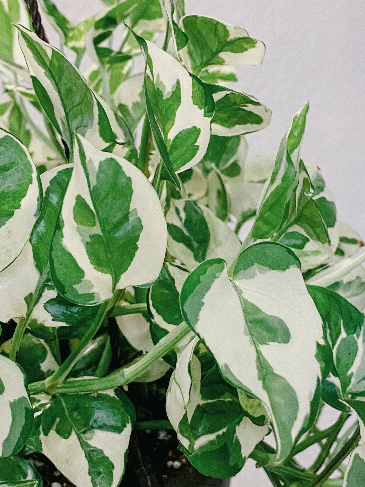 Pothos Cuttings - 3 Pearls and Jade Variegated Devil's Ivy Indoor House Plant Epipremnum aureum