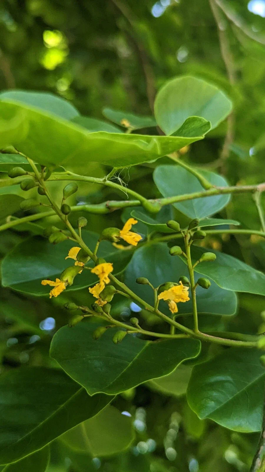 Pterocarpus Indicus Live Tree Seedlings - Narra Tree for Landscaping and Shade