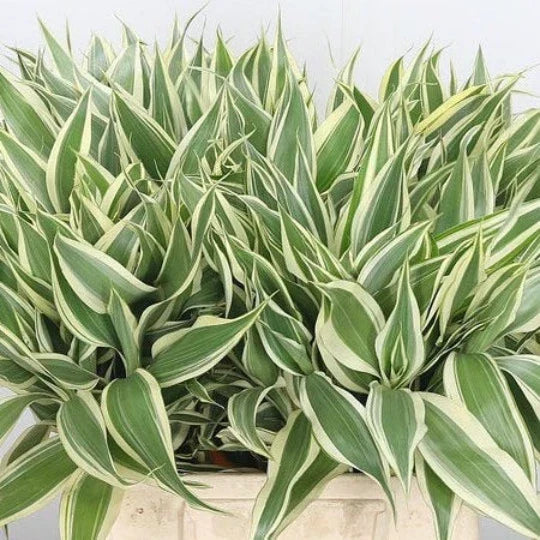 Variegated Dracaena Terrarium Plant - Sanderiana Indoor Houseplant with Air-Purifying Leaves