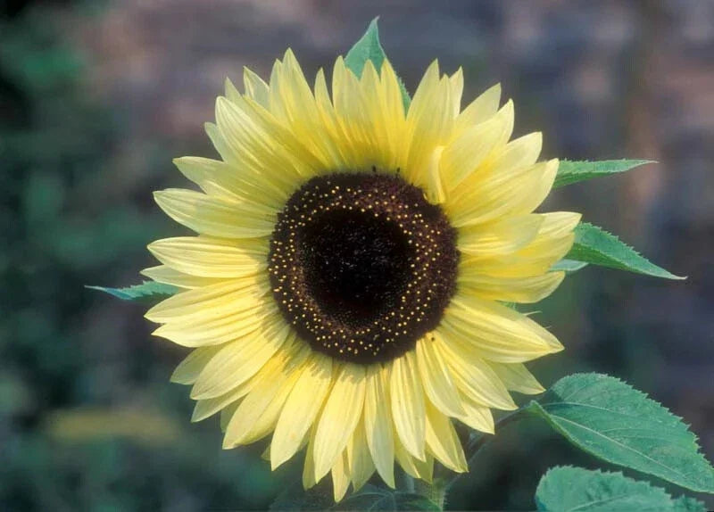 Valentine Sunflower Seeds Pack of 50 | Bright Yellow Blooms | Helianthus annuus | Easy to Grow Garden Seeds