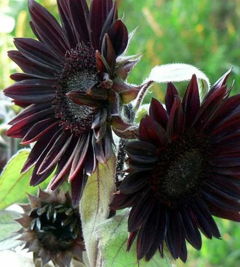 Black Sunflower Seeds Pack of 25 | Velvet Queen Helianthus annuus Perennial Flower Seeds