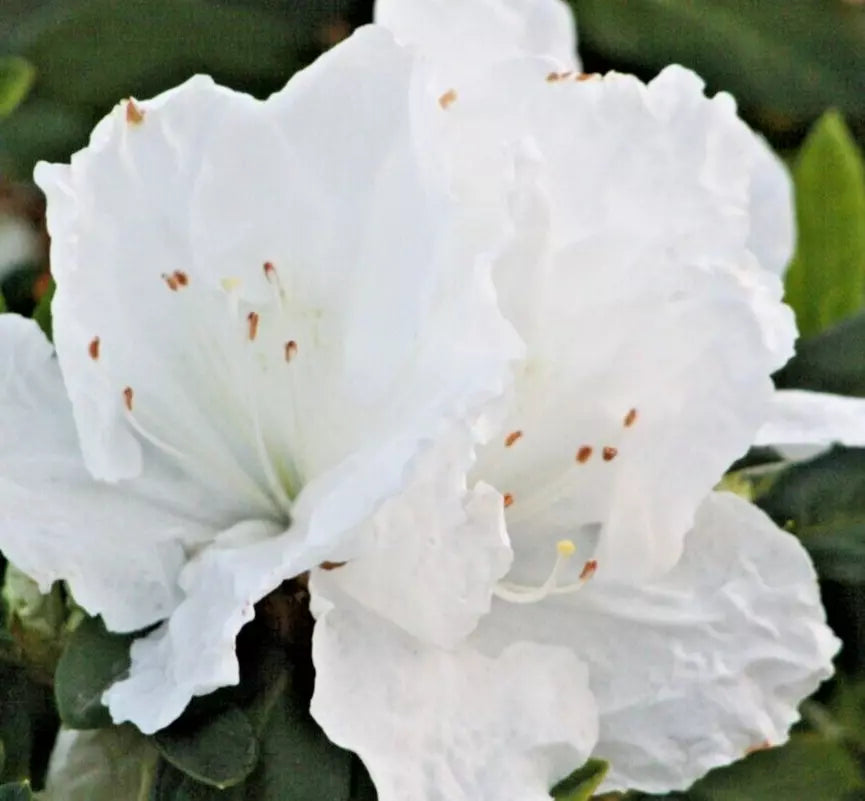 Rhododendron Azalea Snow White Live Plant Shrub - Evergreen Blooms, 6" Bare Root, White Flowers with Chartreuse Blotch
