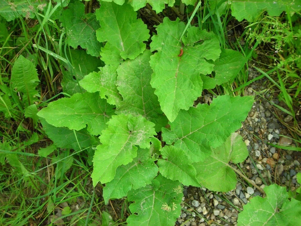 Burdock Live Starter Plant Bare Root Arctium lappa Herbal Taproot for Zones 5-9