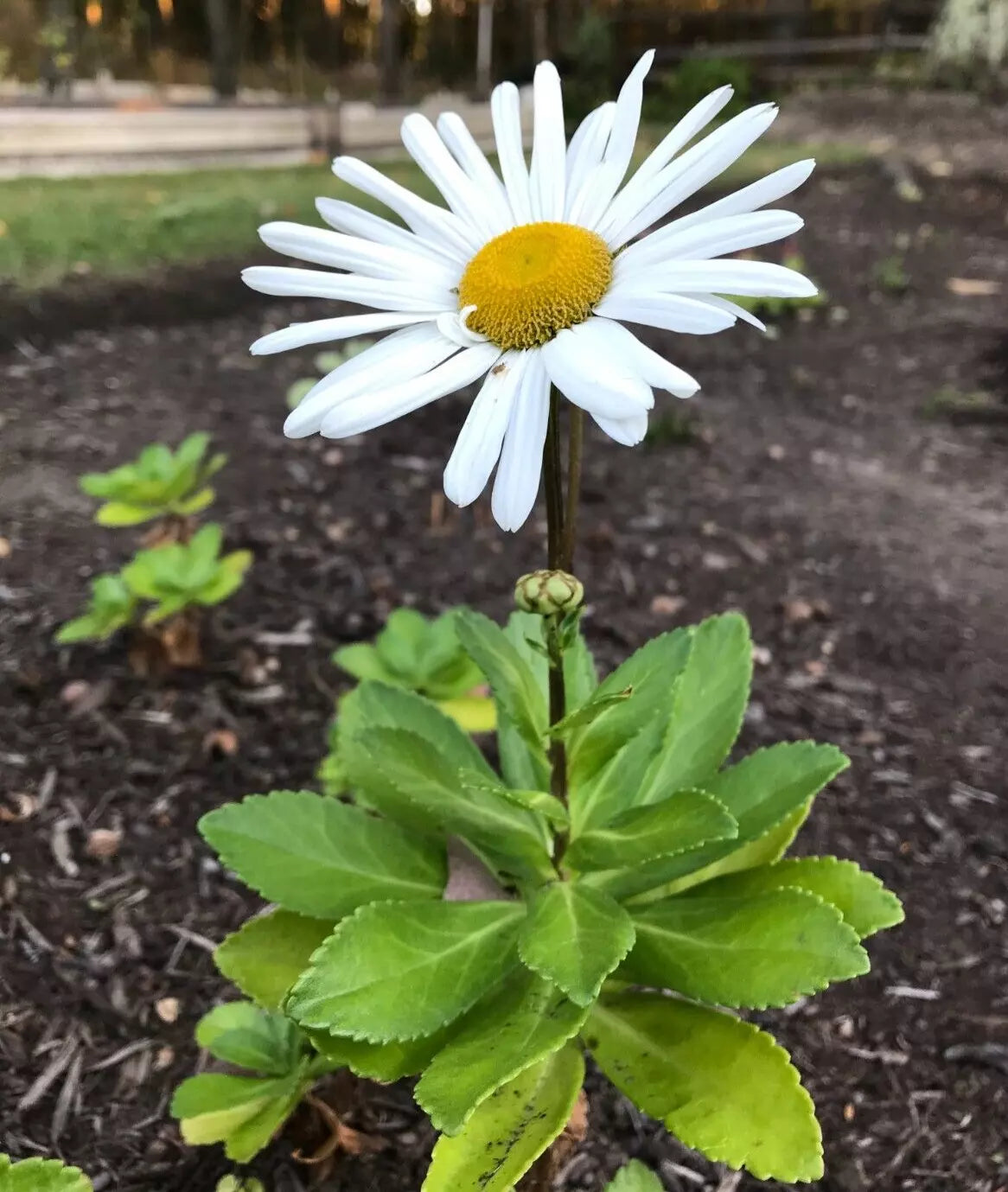 Montauk Nippon Daisy Perennial Live Plant Set of 5 Bare Root Clumping White Flowers Nipponanthemum nipponicum