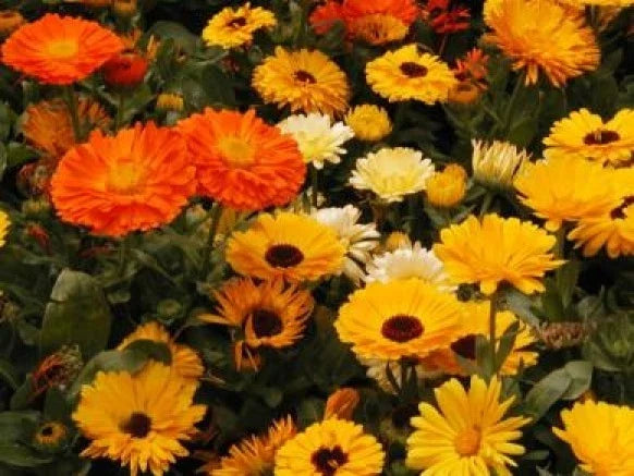 Calendula Seeds - 50 Pack Pacific Beauty Mix - Bright Orange, Yellow & Cream Flowers - Calendula officinalis, Annual Garden Flowers
