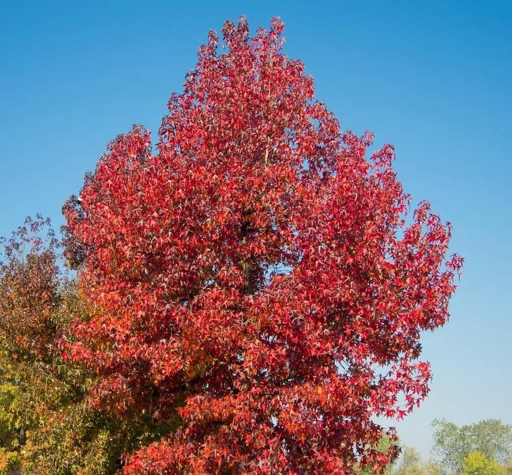 Sweet Gum Tree Seedlings 1-2 Feet Tall Liquidambar styraciflua for Landscaping & Reforestation
