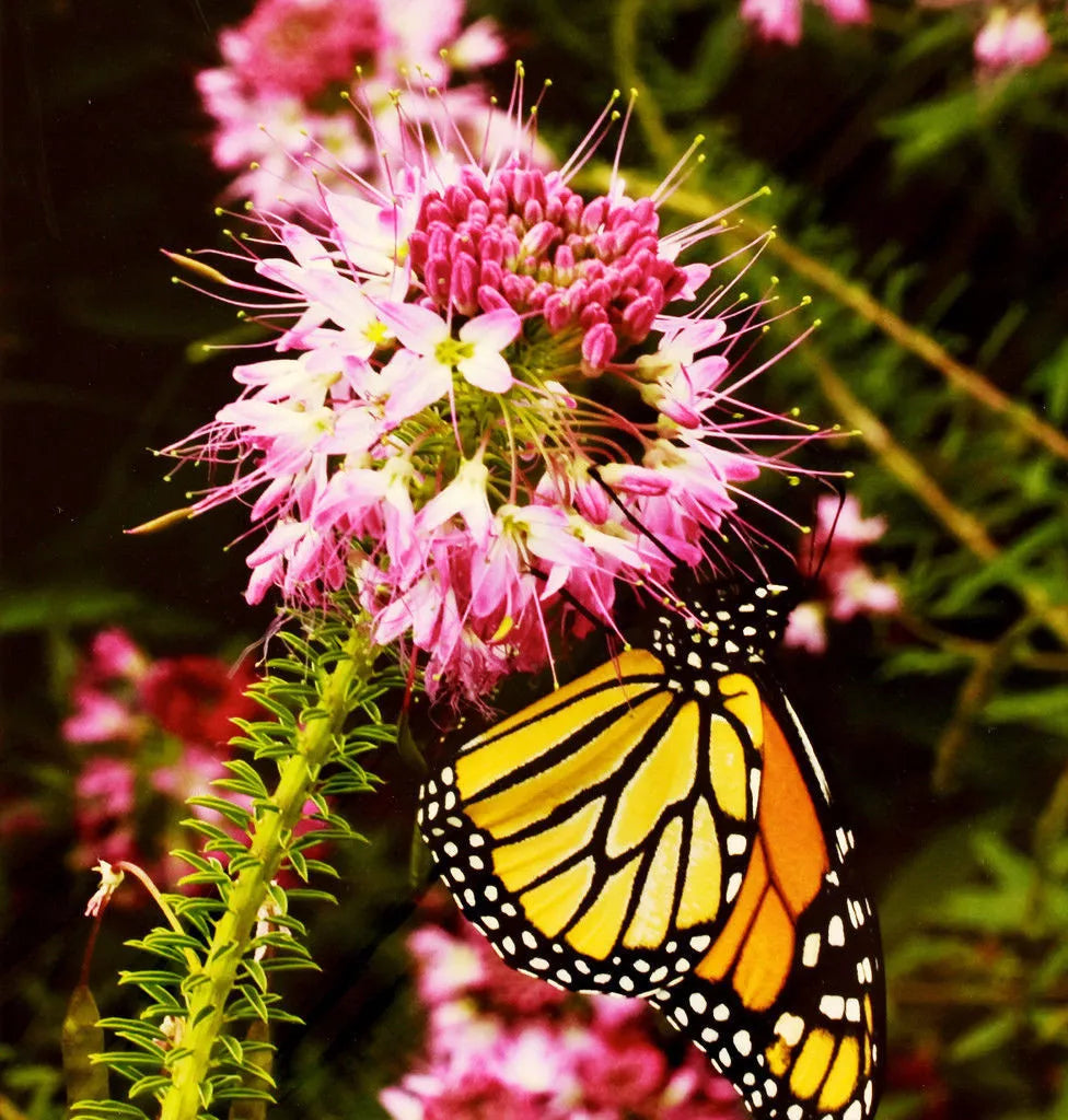 Rocky Mountain Bee Plant Seeds - Pink Cleome serrulata - Pollinator-Friendly Wildflower Seed Pack
