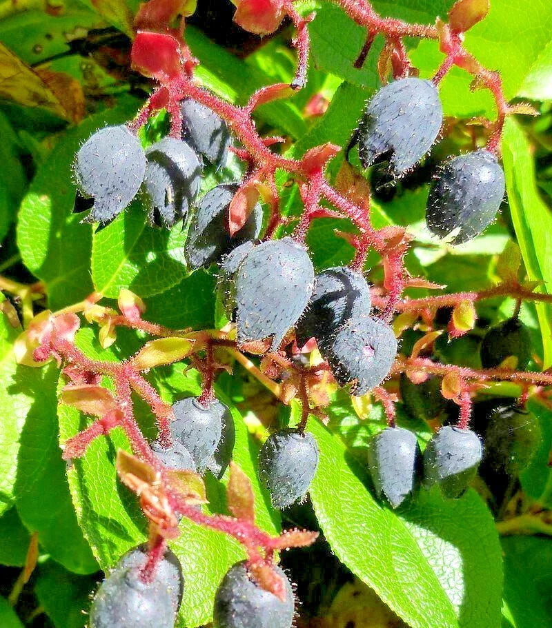 Salal Seeds 1000 Bulk - Gaultheria shallon Hardy Evergreen Shrub with Edible Berries for Garden, Hedges, and Wildlife
