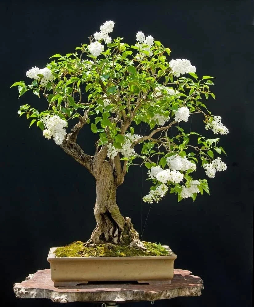 Japanese White Lilac Bonsai Seeds - Syringa reticulata - 30 Seeds for Indoor & Outdoor Cultivation