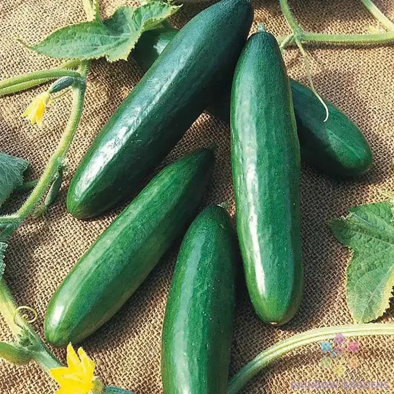 Diva Cucumber Seeds - 25+ Pack for Garden & Container Planting - Cucumis sativus - USA Grown