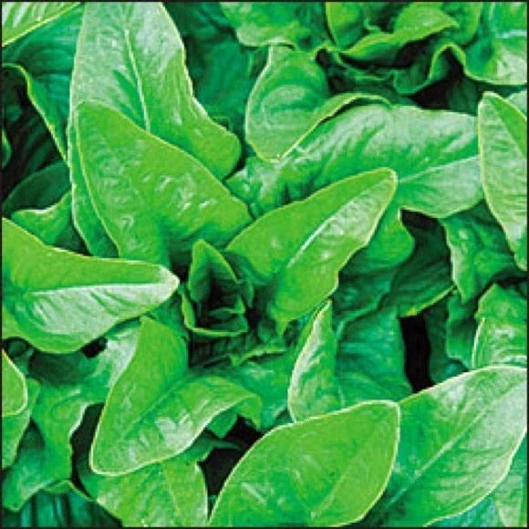 Amish Deer Tongue Lettuce Seeds – Heirloom, Non-GMO, Loose-Leaf, Lactuca sativa, Home Garden, Salad Greens, Fresh Seed