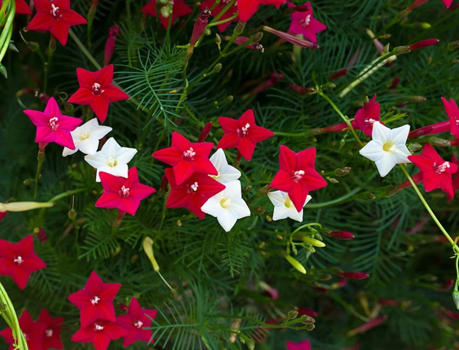 Cypress Vines Seeds - Flowering Hummingbird Vine - Ipomoea quamoclit - Climbing Vine for Gardens & Fences
