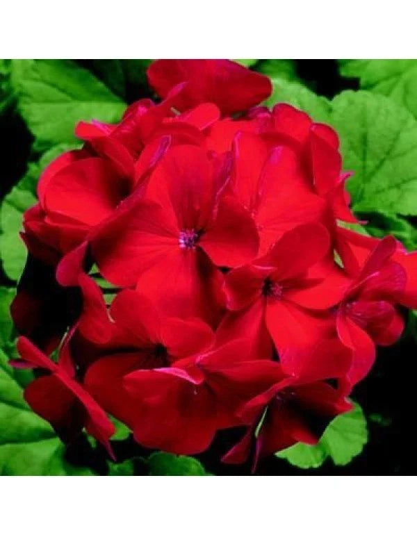 Ringo 2000 Red Geranium Seeds - Pelargonium x hortorum - 12 Fresh Flower Seeds for Garden, Pots & Containers