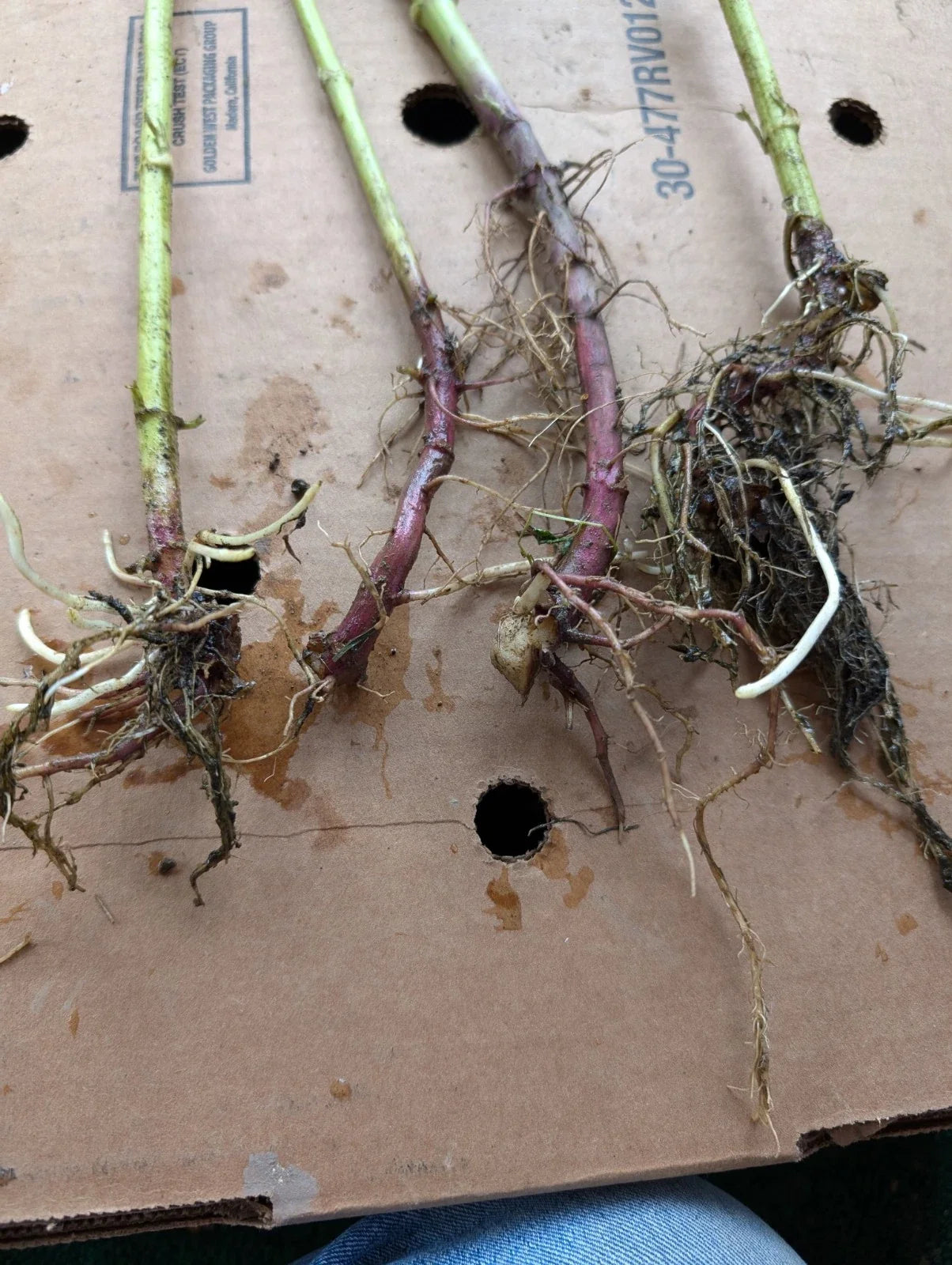 Organic Red Jerusalem Artichoke Roots for Planting | Helianthus tuberosus | Non-GMO, Perennial Tubers, Large & Medium