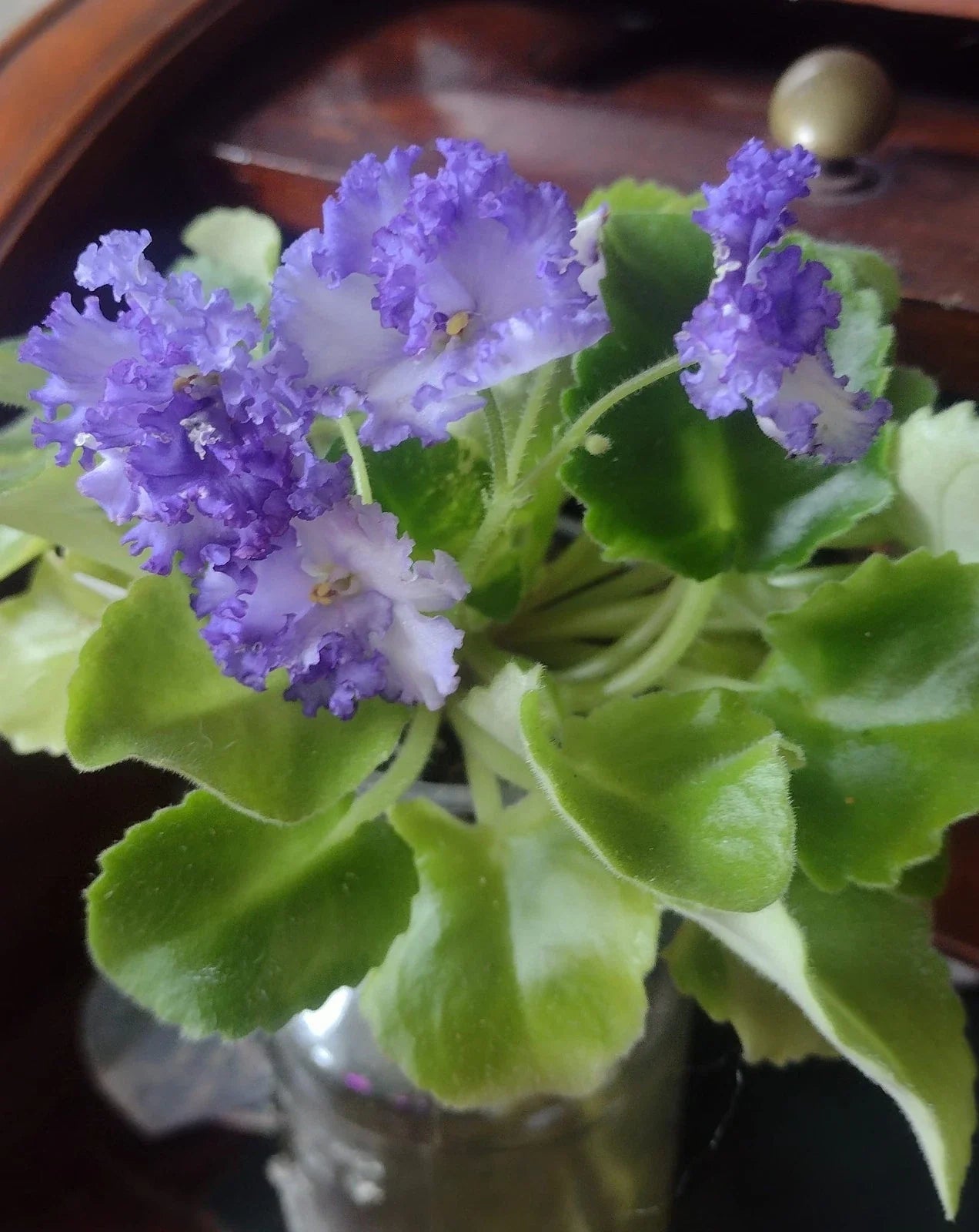 African Violet Unrooted Leaves 2 Pack LE Zoryane Syajvo Saintpaulia ionantha for Propagation
