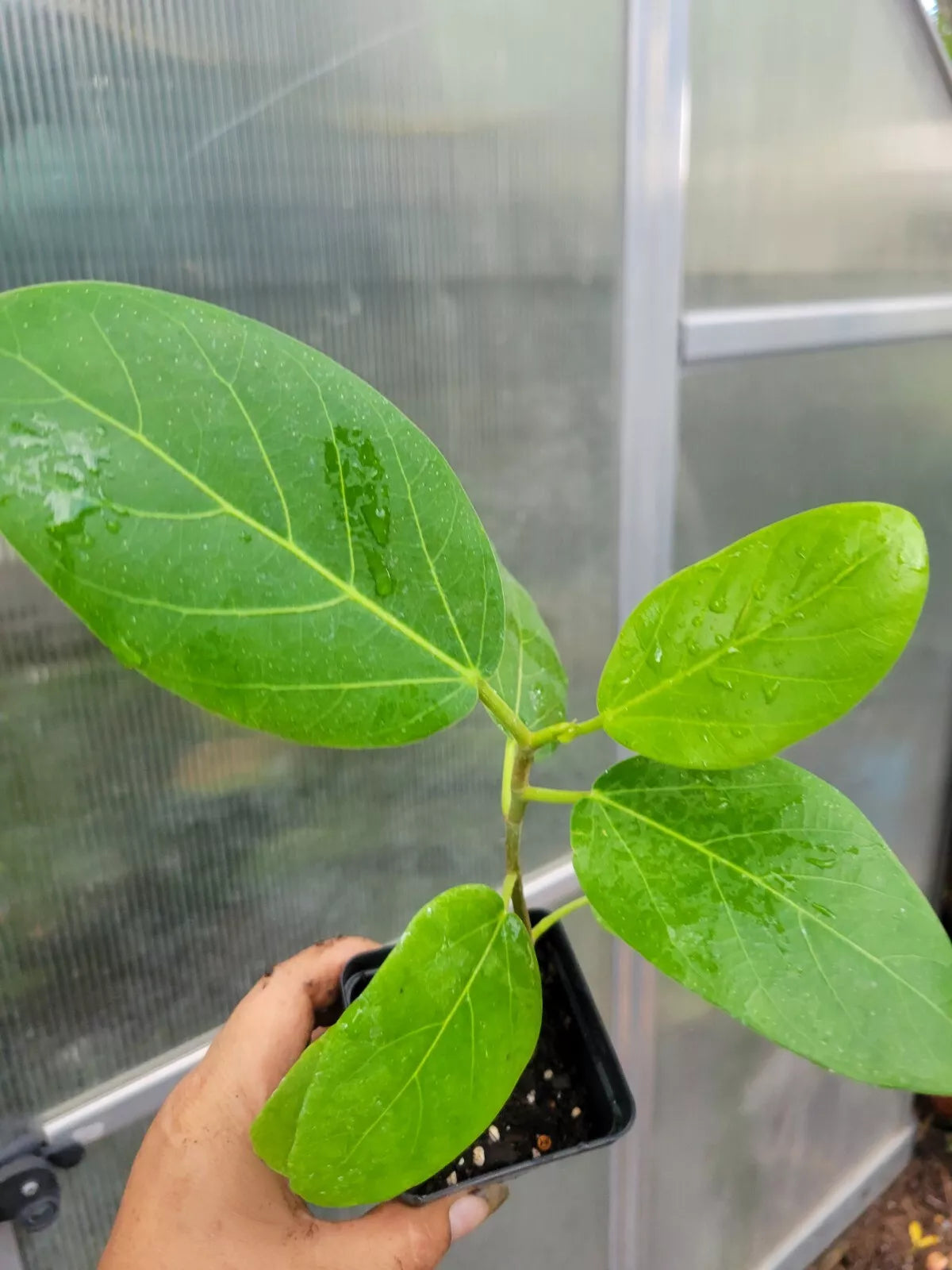 Audrey Fig Tree 6-12 Inches Ficus benghalensis in 3 Inch Pot - Indoor Banyan Plant