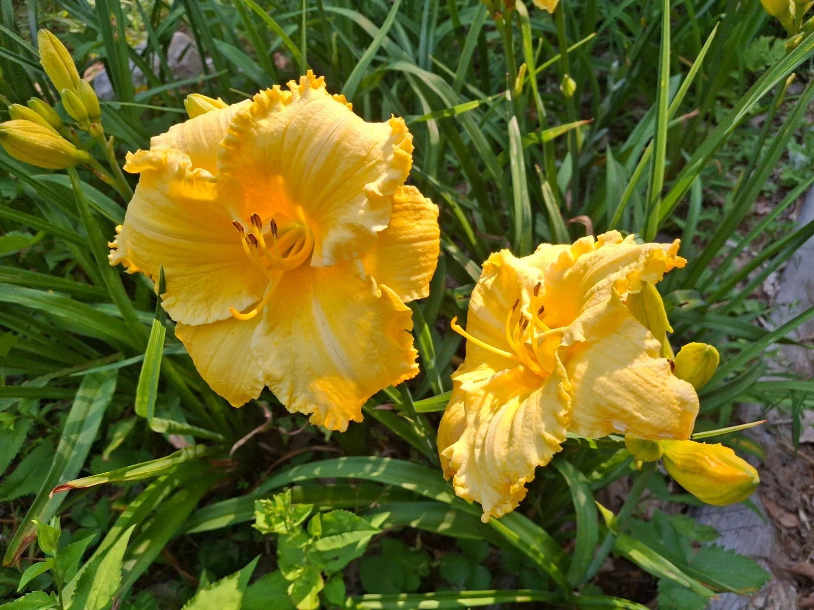 Daylily Bareroot - Hemerocallis 'Fergengi Gold' - Perennial Flowering Plant with Bright Golden-Yellow Blooms