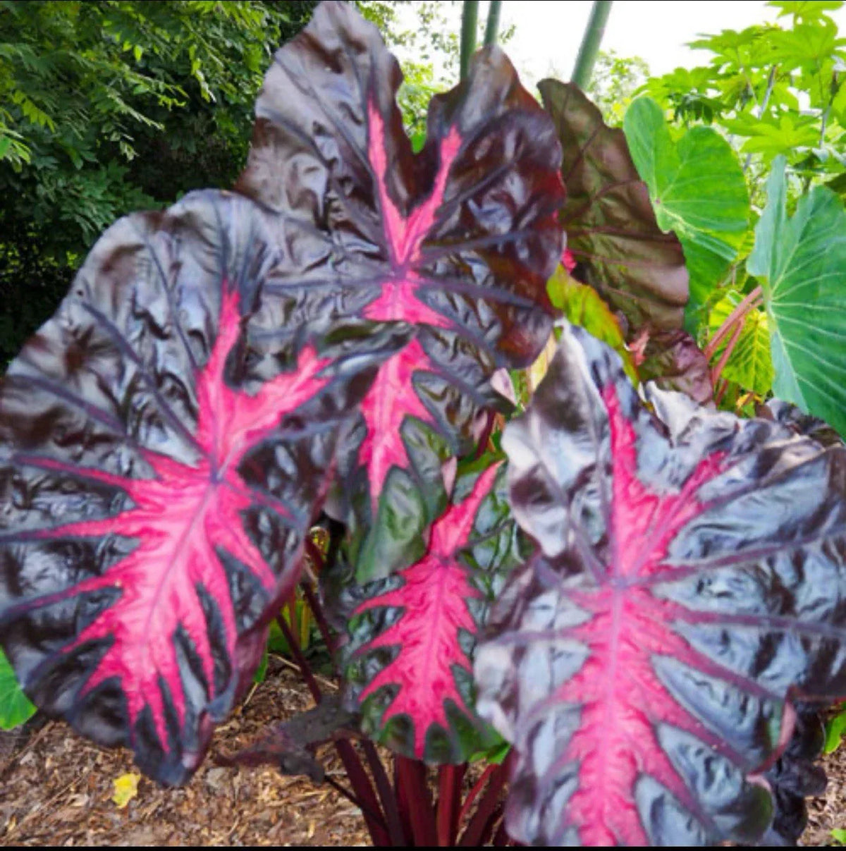 Small Rooted Starter Plant - Colocasia esculenta Elephant Ear Tropical Foliage