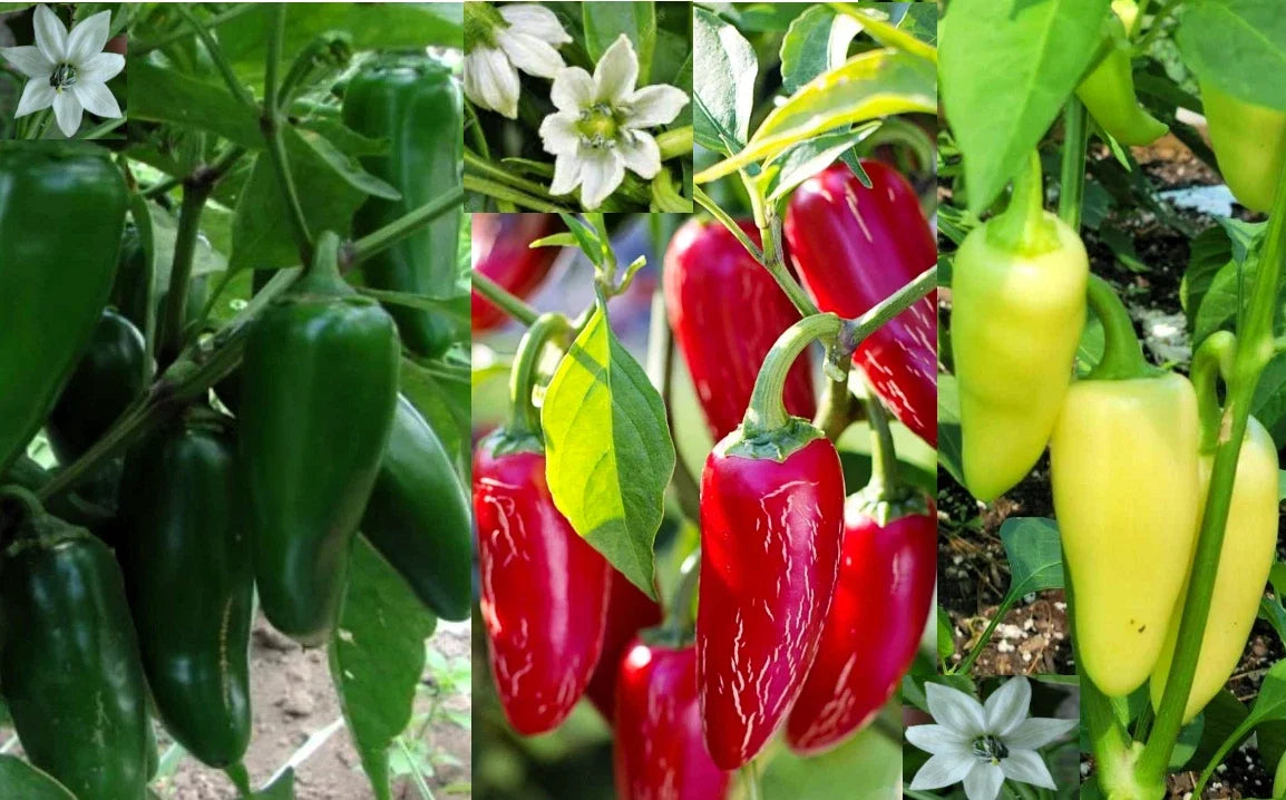 Jumbo Jalapeño Pepper Seeds - 100+ Heirloom Capsicum annuum Varieties in Red, Green, Yellow