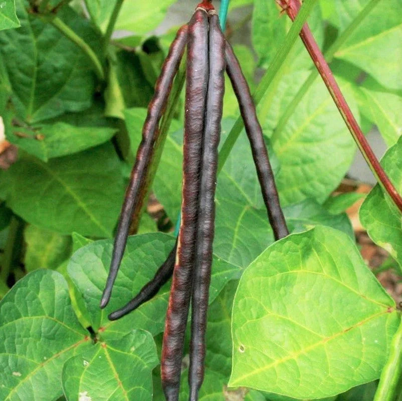 Knuckle Purple Hull Cowpea Seeds - Vigna unguiculata Brown Crowder Variety for 2025 Planting, High-Germination Southern Seeds