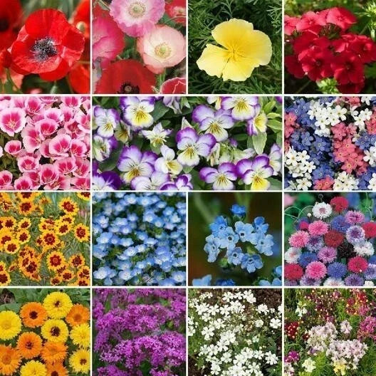 Wildflower Mix Seed Packet - 500+ Heirloom Annual & Perennial Seeds - Low-Grow, Compact Wildflowers for Gardens & Borders